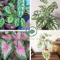 Caladium Dwarf Plants 400 Seeds