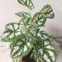 Caladium Dwarf Plants 400 Seeds
