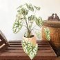 Caladium Dwarf Plants 400 Seeds