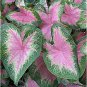 Caladium Dwarf Plants 400 Seeds
