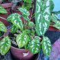 Caladium Dwarf Plants 400 Seeds
