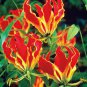 Garland Flame Lilium brownii Flower Balcony 100 Seeds