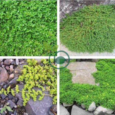 Herniaria Glabra Herb - Green Carpet - Ground Cover 400 Seeds