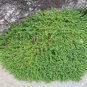 Herniaria Glabra Herb - Green Carpet - Ground Cover 400 Seeds