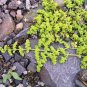 Herniaria Glabra Herb - Green Carpet - Ground Cover 400 Seeds