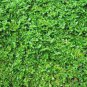 Herniaria Glabra Herb - Green Carpet - Ground Cover 400 Seeds