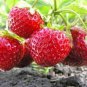 Red Strawberry Seeds Giant Juicy Potted Fruit 600 Seeds