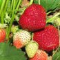 Red Strawberry Seeds Giant Juicy Potted Fruit 600 Seeds