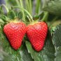 Red Strawberry Seeds Giant Juicy Potted Fruit 600 Seeds