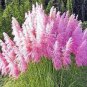 Pampas for Patio and Garden 400 Seeds