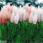 Pampas for Patio and Garden 400 Seeds