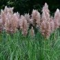 Pampas for Patio and Garden 400 Seeds