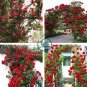 Climbing Rose Tree Rose Red Flowers 400 Seeds
