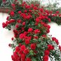 Climbing Rose Tree Rose Red Flowers 400 Seeds