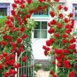 Climbing Rose Tree Rose Red Flowers 400 Seeds