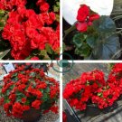 Red Rieger Begonias 100 Seeds