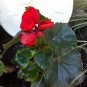 Red Rieger Begonias 100 Seeds