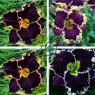 Hybrid Daylily Flowers 240 Seeds