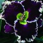 Hybrid Daylily Flowers 240 Seeds