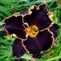 Hybrid Daylily Flowers 240 Seeds