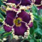 Hybrid Daylily Flowers 240 Seeds