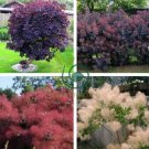 Purple Smoke Tree Shrub Smokebush 60 Seeds