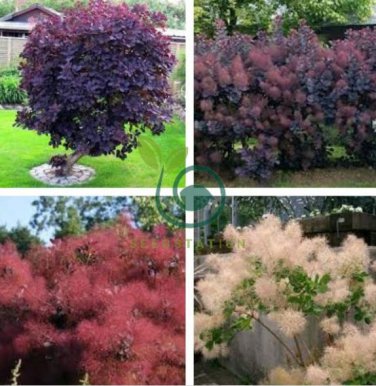 Purple Smoke Tree Shrub Smokebush 60 Seeds