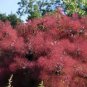 Purple Smoke Tree Shrub Smokebush 60 Seeds