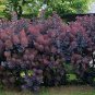 Purple Smoke Tree Shrub Smokebush 60 Seeds