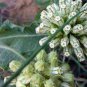 Asclepias viridiflora Green Comet Milkweed 20 Seeds