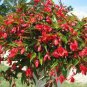 Begonia Santa Cruz Sunset Trailing Begonia 30 Seeds