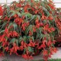 Begonia Santa Cruz Sunset Trailing Begonia 30 Seeds