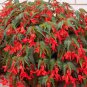 Begonia Santa Cruz Sunset Trailing Begonia 30 Seeds