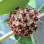 Hoya Kerrii Flower 20 Seeds