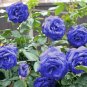 Blue Climbing Rose 100 Seeds