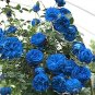 Blue Climbing Rose 100 Seeds