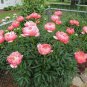 Chinese Peony 20 Seeds