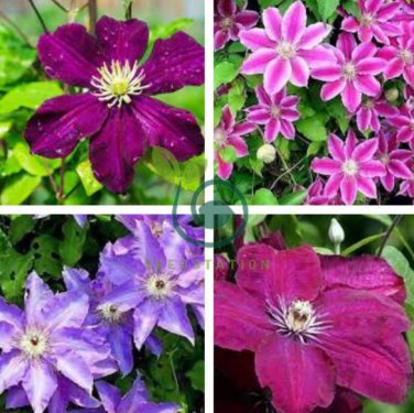 MIxed 9 Types of Clematis 200 Seeds