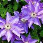 MIxed 9 Types of Clematis 200 Seeds