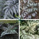 Japanese Painted Fern 200 Seeds