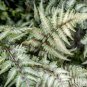 Japanese Painted Fern 200 Seeds