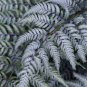 Japanese Painted Fern 200 Seeds