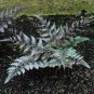Japanese Painted Fern 200 Seeds