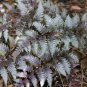 Japanese Painted Fern 200 Seeds