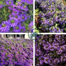 Scaevola Mix Flower 40 Seeds