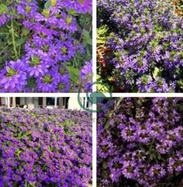Scaevola Mix Flower 40 Seeds