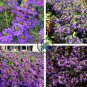 Scaevola Mix Flower 40 Seeds