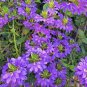 Scaevola Mix Flower 40 Seeds