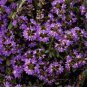 Scaevola Mix Flower 40 Seeds