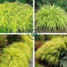 All Gold Japanese Forest Grass 60 Seeds